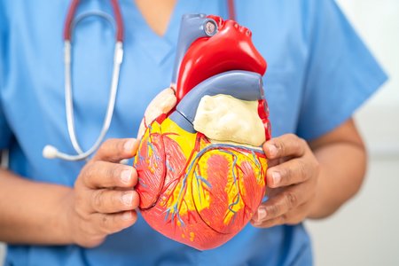 Jeder Muskel braucht Sauerstoff, auch das Herz. Die Versorgung leisten die lebenswichtigen Herzkranzgefäße. Sind sie verengt, ist die Herzgesundheit bedroht. Plastisches Herz